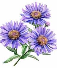 Book an Appointment with Aster Room for Office Rentals